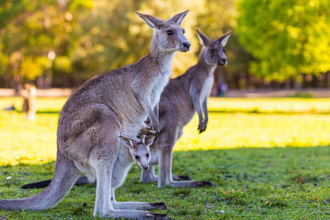 LGBT+ Friendly Full Day Phillip Island Private Tour - Holiday Byron Bay 4