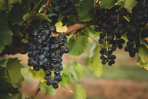 Hideaway Private Tours Hunter Valley- Indulgence Wine Tour (Full Day) - Holiday Byron Bay 3