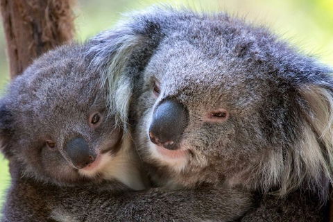 Half-Day Or Full-Day Tour With Private Guide From Melbourne - Holiday Byron Bay 1
