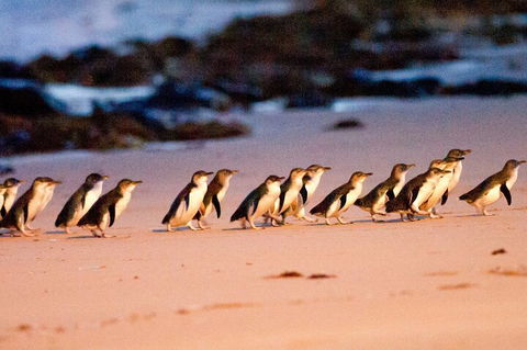 Half-Day Or Full-Day Tour With Private Guide From Melbourne - Holiday Byron Bay 5