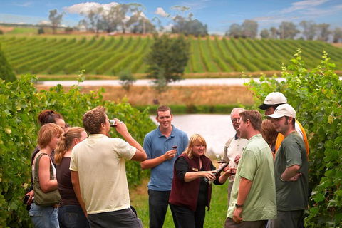 Yarra Valley Balloon Flight And Winery Tour - Holiday Byron Bay 4