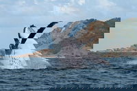 Byron Bay Whale Watching Cruise