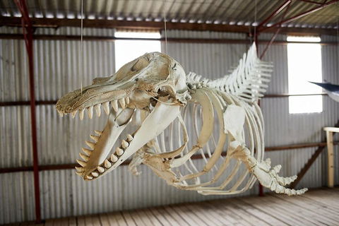 Albany's Whale Story - Holiday Byron Bay 3