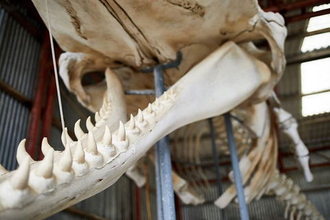 Albany's Whale Story - Holiday Byron Bay 5