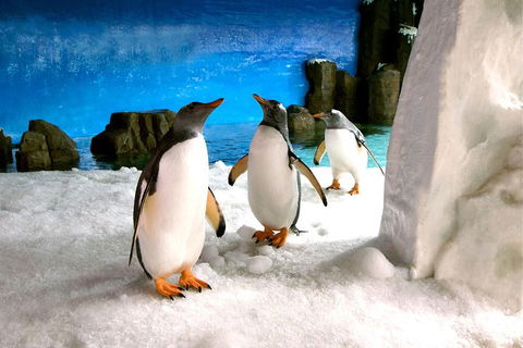 Penguin Passport At SEA LIFE Melbourne Aquarium - Holiday Byron Bay 1