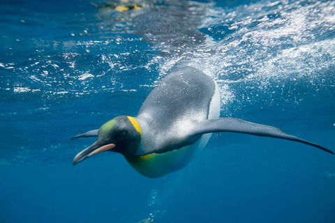 Penguin Passport At SEA LIFE Melbourne Aquarium - Holiday Byron Bay 3