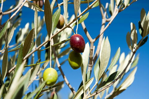 Fine Flavours - Full Day Kangaroo Island Food & Wine Tour - Holiday Byron Bay 4