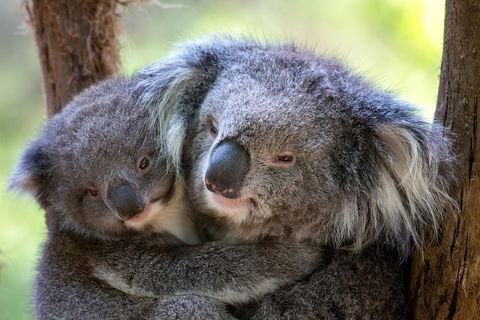 Healesville Sanctuary General Entry Ticket - Holiday Byron Bay 0