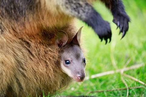 Healesville Sanctuary General Entry Ticket - Holiday Byron Bay 2