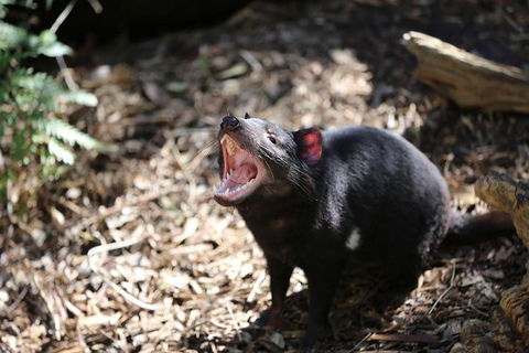 Healesville Sanctuary General Entry Ticket - Holiday Byron Bay 3