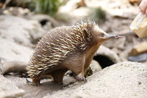 Healesville Sanctuary General Entry Ticket - Holiday Byron Bay 4