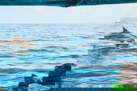 Cruise with Dolphins in Byron Bay