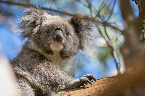 Phillip Island Penguin And Koala Highlights Day-Trip From Melbourne - Holiday Byron Bay 2