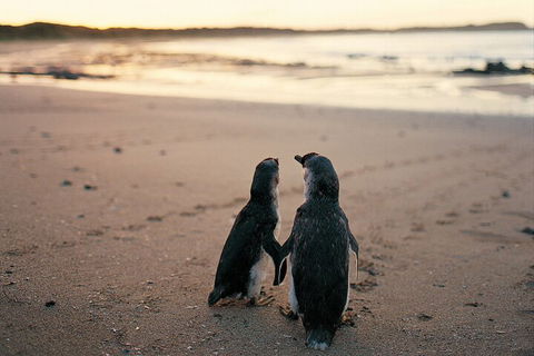 Phillip Island Penguin And Koala Highlights Day-Trip From Melbourne - Holiday Byron Bay 4