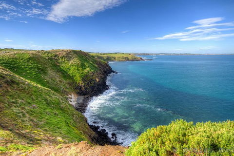 Phillip Island Penguin And Koala Highlights Day-Trip From Melbourne - Holiday Byron Bay 5