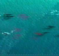 40-45 Minute Port Stephens and Stockton Beach Helicopter Flight - For 2 - Holiday Byron Bay