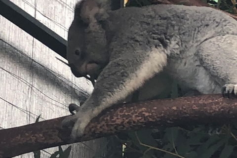 Perth Hills - Wildlife, Art & Gastronomy - Holiday Byron Bay 3