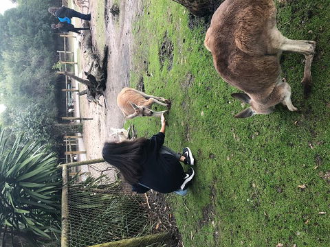 Perth Hills - Wildlife, Art & Gastronomy - Holiday Byron Bay 4
