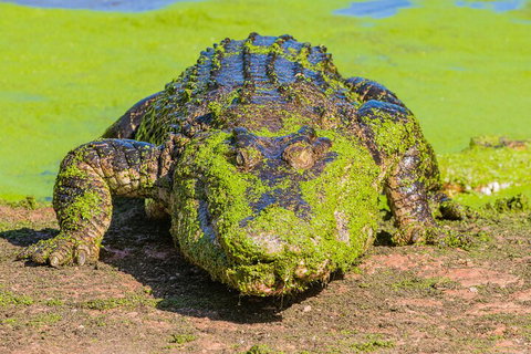 3 In 1 Tour: Matsoâ€™s Brewery, Broome Museum & Malcolm Douglas Crocodile Park - Holiday Byron Bay 4