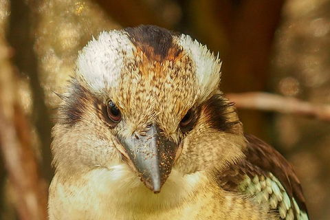 Australian Animals, Seascape And Sunset Photography Tour - Holiday Byron Bay 3