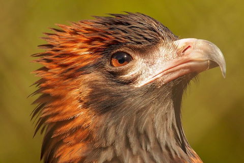 Australian Animals, Seascape And Sunset Photography Tour - Holiday Byron Bay 4