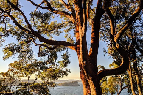 Manly & Sydney's Northern Beaches With 'Personalised Sydney Tours' - Holiday Byron Bay 4