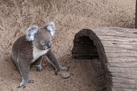 Australian Wildlife & Waterfalls Private Tour With 'Personalised Sydney Tours' - Holiday Byron Bay 0