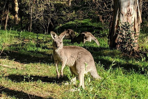 Australian Wildlife & Waterfalls Private Tour With 'Personalised Sydney Tours' - Holiday Byron Bay 3