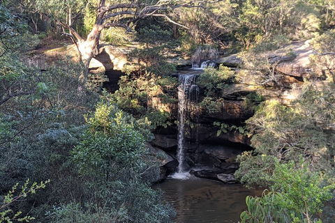 Australian Wildlife & Waterfalls Private Tour With 'Personalised Sydney Tours' - Holiday Byron Bay 5