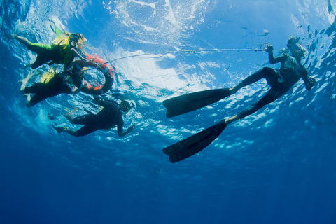 Passions Of Paradise Great Barrier Reef Snorkel And Dive Cruise From Cairns By Luxury Catamaran - Holiday Byron Bay 2