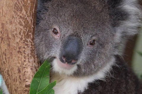 All Inclusive Blue Mountains Small-Group Day Trip From Sydney - Holiday Byron Bay 1