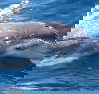 Jervis Bay Dolphin Watch Cruise - Holiday Byron Bay