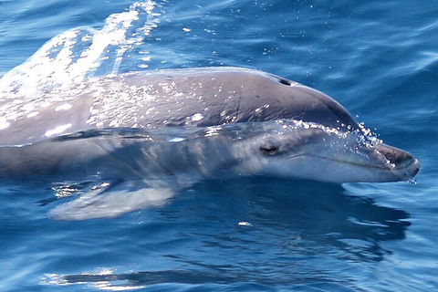 Jervis Bay Dolphin Watch Cruise - Holiday Byron Bay 0