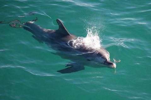 Jervis Bay Dolphin Watch Cruise - Holiday Byron Bay 1