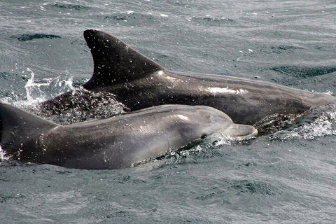 Jervis Bay Dolphin Watch Cruise - Holiday Byron Bay 2