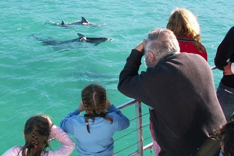Jervis Bay Dolphin Watch Cruise - Holiday Byron Bay 4