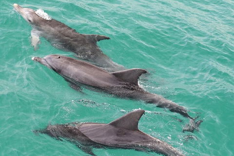 Jervis Bay Dolphin Watch Cruise - Holiday Byron Bay 5