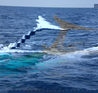 Whale Watching Jervis Bay - Holiday Byron Bay