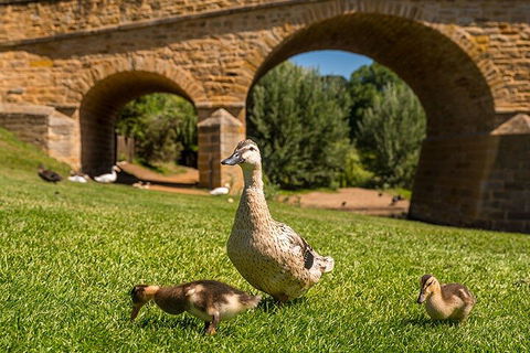 Richmond Historic Afternoon Tour From Hobart - Holiday Byron Bay 1