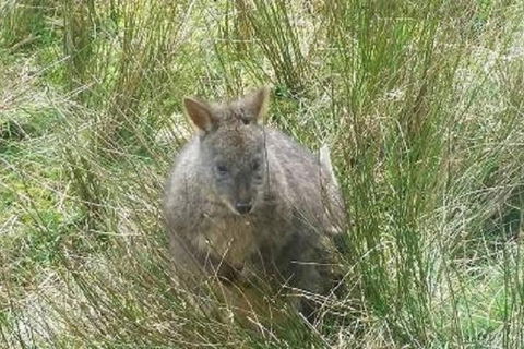 Leven Canyon Day Trip Including Wings Wildlife Park Or Gunns Plains Caves - Holiday Byron Bay 3