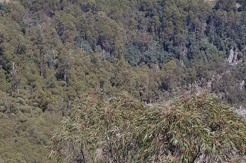 Leven Canyon Day Trip Including Wings Wildlife Park Or Gunns Plains Caves - Holiday Byron Bay 4