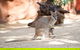 WILD LIFE Sydney Entrance Ticket - thumb 2