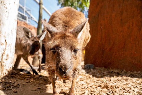 WILD LIFE Sydney Entrance Ticket - Holiday Byron Bay 3