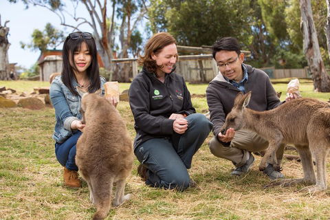 Bonorong Wildlife Park And Richmond Afternoon Tour From Hobart - Holiday Byron Bay 1