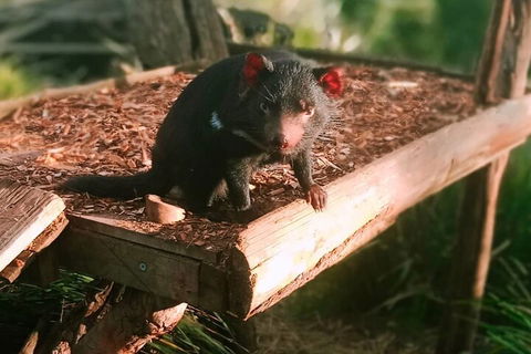 Bonorong Wildlife Park And Richmond Afternoon Tour From Hobart - Holiday Byron Bay 4