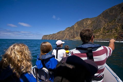 Seal Island Boat Tour From Victor Harbor - Holiday Byron Bay 0