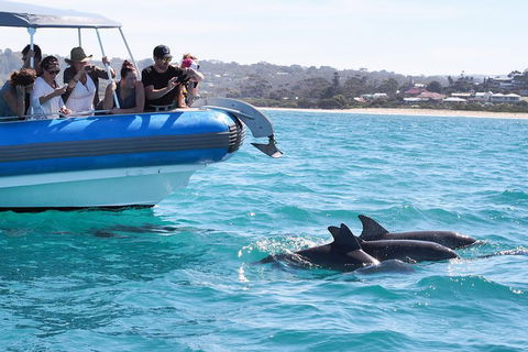 Seal Island Boat Tour From Victor Harbor - Holiday Byron Bay 5