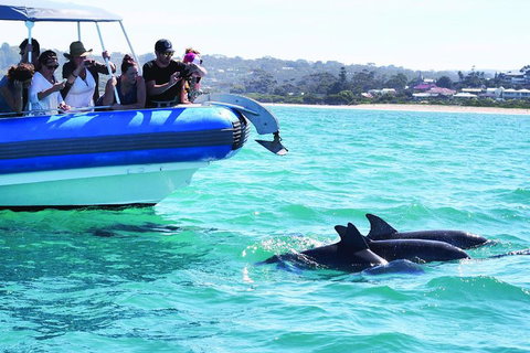Southern Ocean Adventure From Victor Harbor - Holiday Byron Bay 2