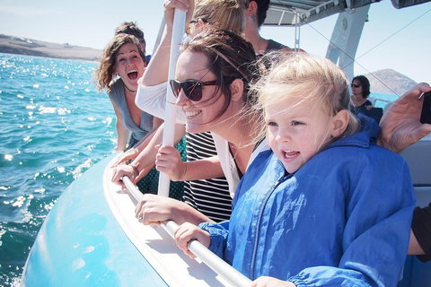 Southern Ocean Adventure From Victor Harbor - Holiday Byron Bay 4