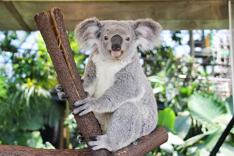 Cairns ZOOM And Wildlife Dome - Holiday Byron Bay 0